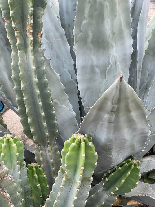 Green cactus with spiky needles in countryside