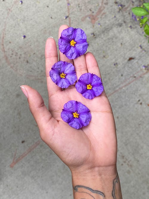 Free Overhead view of crop anonymous person demonstrating purple blossoming flowers in hand above ground in daylight Stock Photo