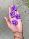 Overhead view of crop anonymous person demonstrating purple blossoming flowers in hand above ground in daylight