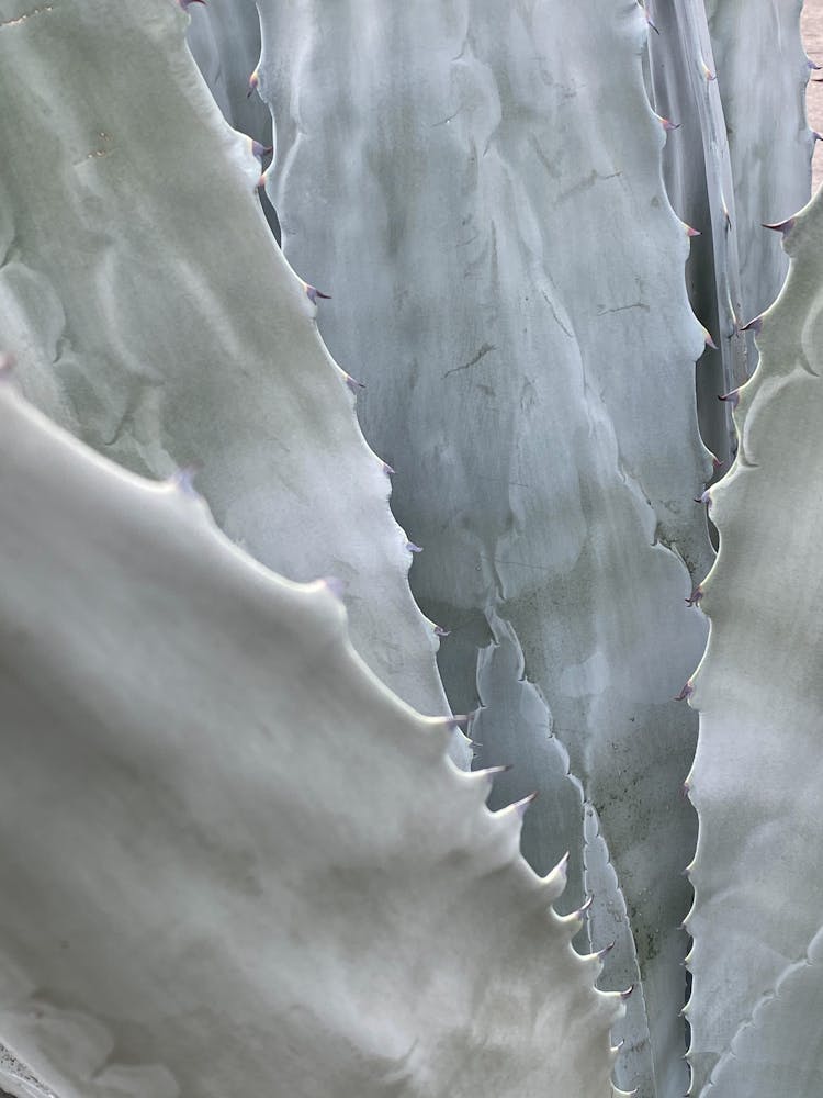 Cactus With Spiky Thorns In Garden