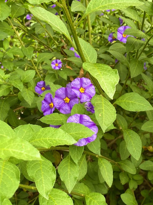 Blooming violet flowers with green leaves in nature