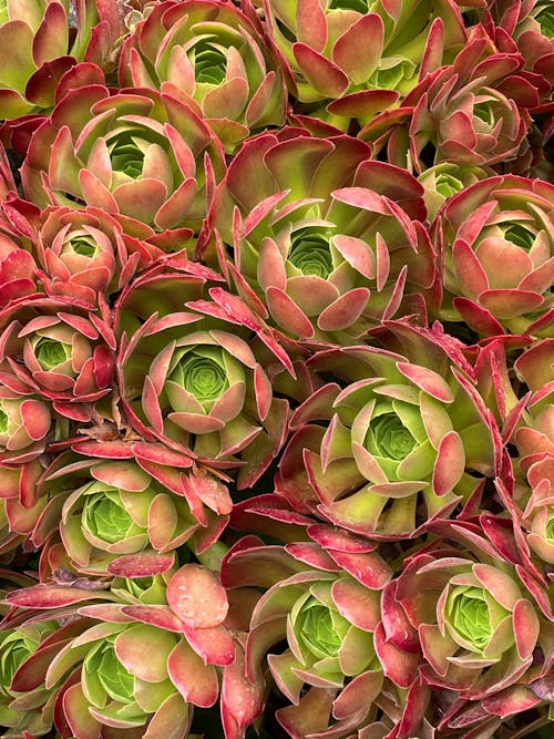 Colorful succulent plants growing in garden