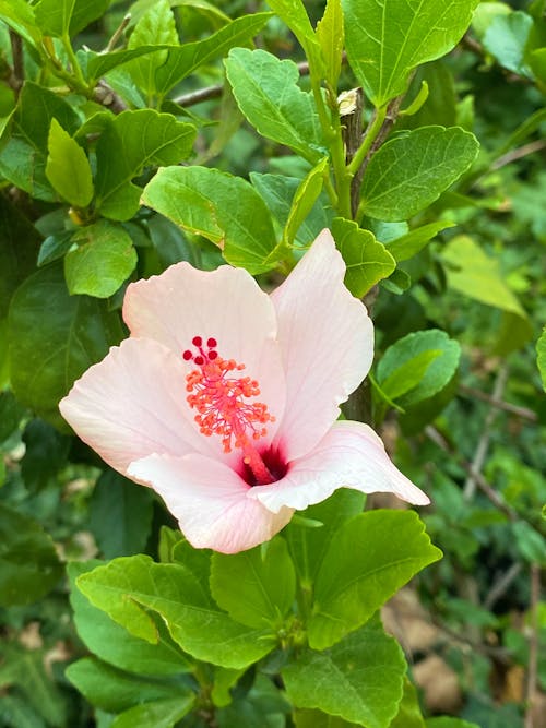 Blooming pink flower with green leaves growing in nature