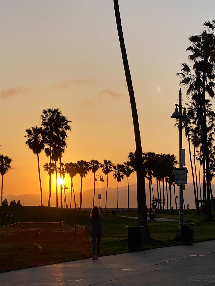 Anonymous Person On Pavement Near Palms And Grass At Sunset