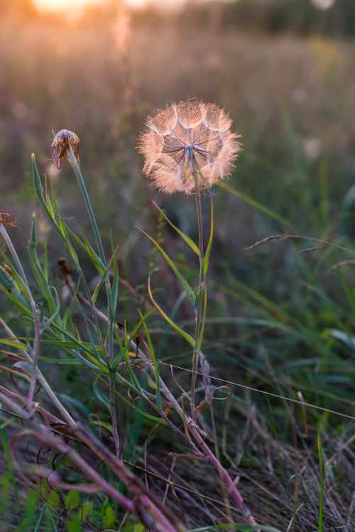 Free A detailed close-up of a dandelion in a sunlit field, capturing the serene essence of nature. Stock Photo