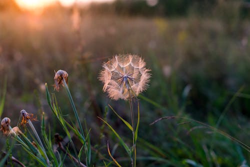 White Dandelion in Close Up Photography