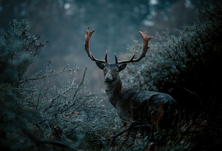 A deer with antlers stands amidst a misty, cinematic forest scene, evoking mystery and wilderness.