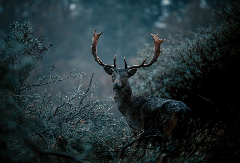 Misty forest