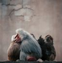 Baboons Sitting Side By Side