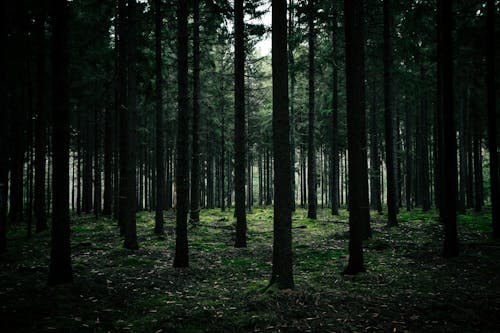 Fotos de stock gratuitas de arboles, bosque, fotografía de naturaleza