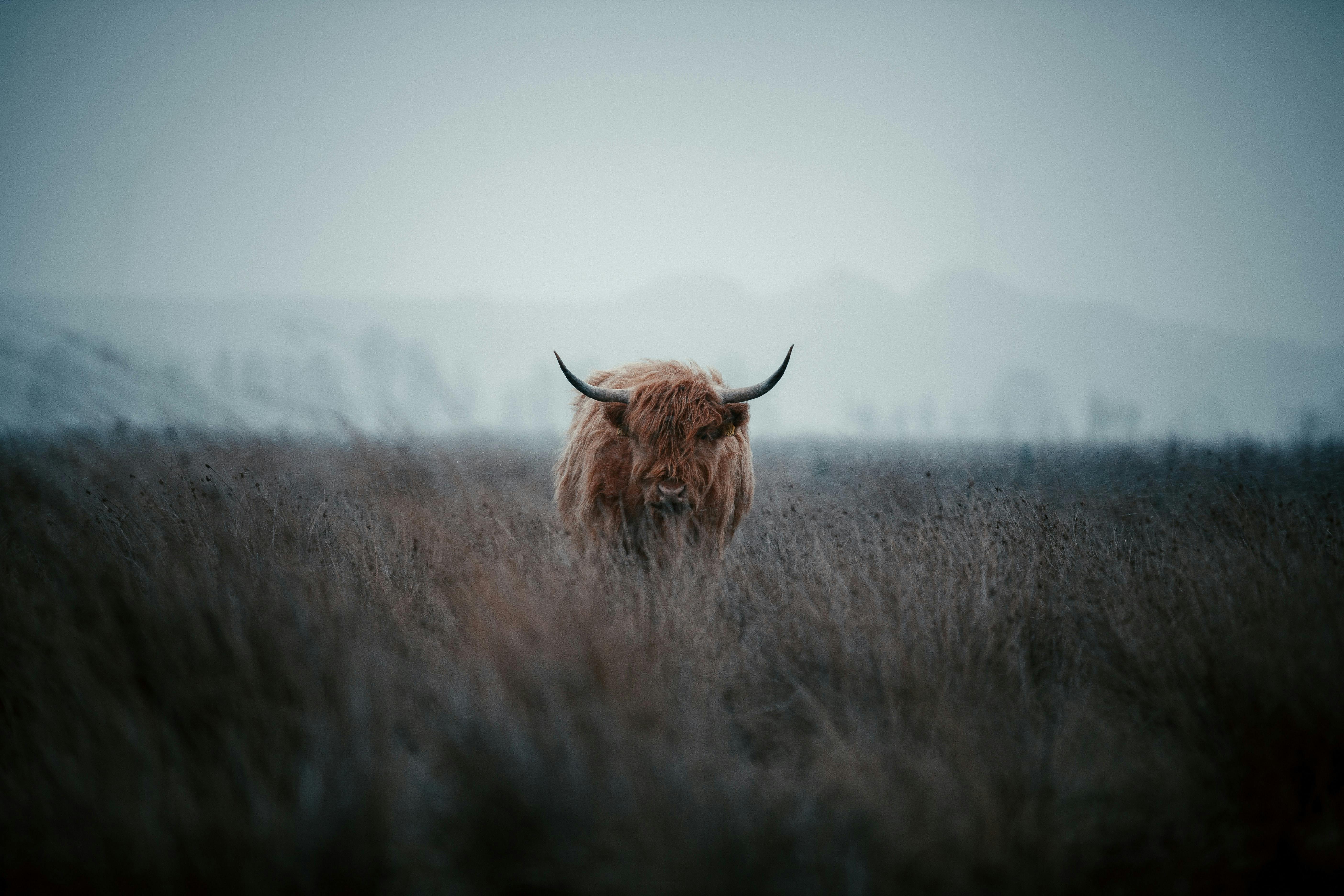 Download Fluffy Highland Cow Herd Wallpaper  Wallpaperscom