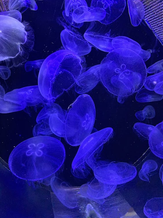 Jellyfish in Blue Light · Free Stock Photo