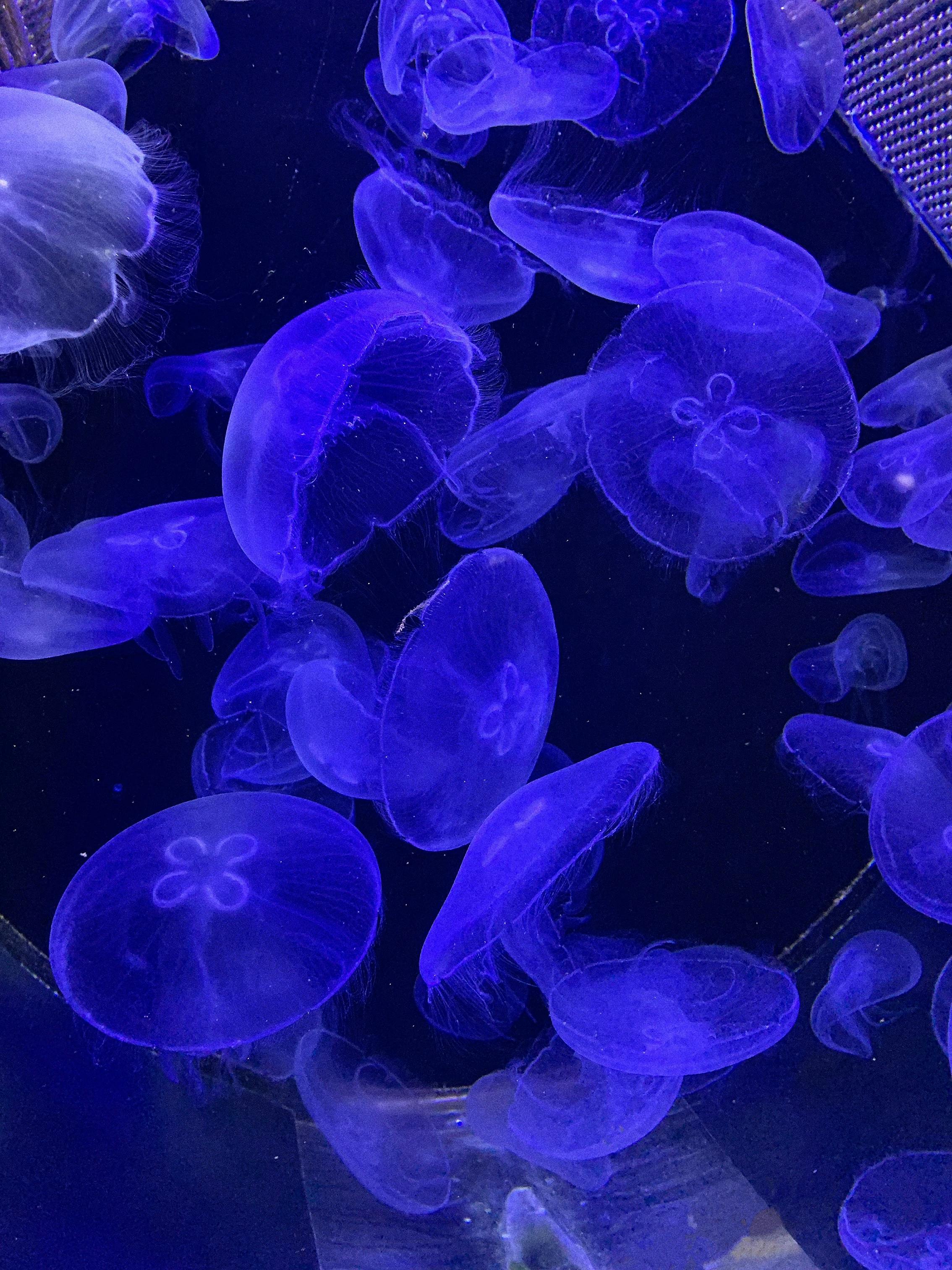 A Shot of Jellyfish in Dark Water · Free Stock Photo