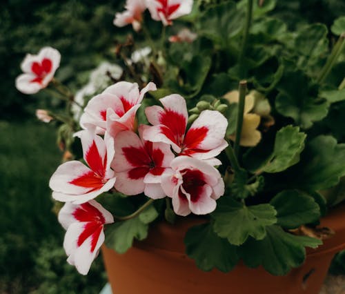 Free Close-Up Shot of a Plant with Red Flowers Stock Photo