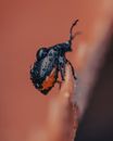 Black Beetle on Brown Leaf in Macro Photography