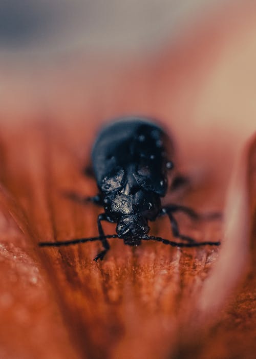 Foto d'estoc gratuïta de beetle, enfocament selectiu, escarabat de fulla