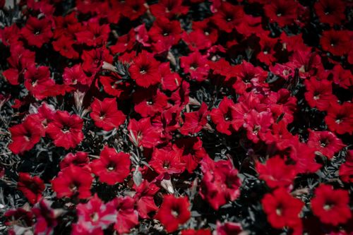 Free A stunning display of red petunias in full bloom, showcasing nature's vivid beauty outdoors. Stock Photo