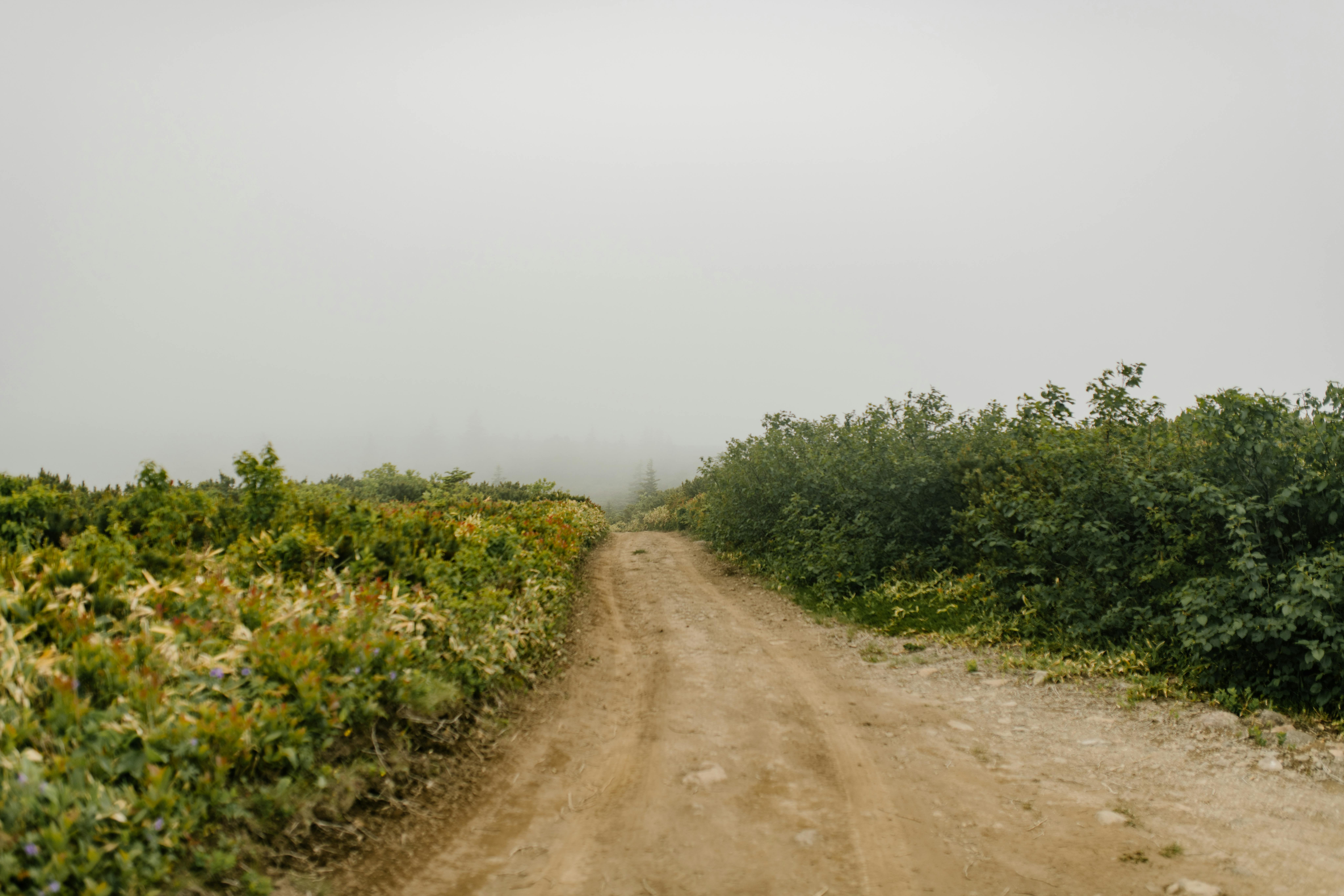 riviera maya hidden gems off the beaten path - Misty dirt road in Sakhalin's lush wilderness on a foggy day, perfect for landscape enthusiasts.