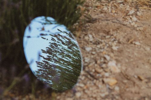 Free Lavender flowers reflecting in a mirror placed on rocky ground, capturing the essence of nature. Stock Photo
