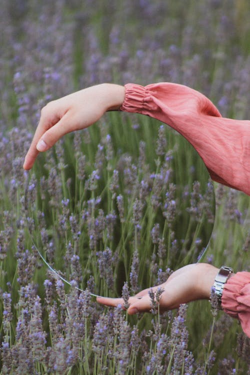 Безкоштовне стокове фото на тему «жінка, квіти, лаванда (квітка)»