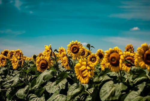 A Sunflower Field Under the Blue Sky