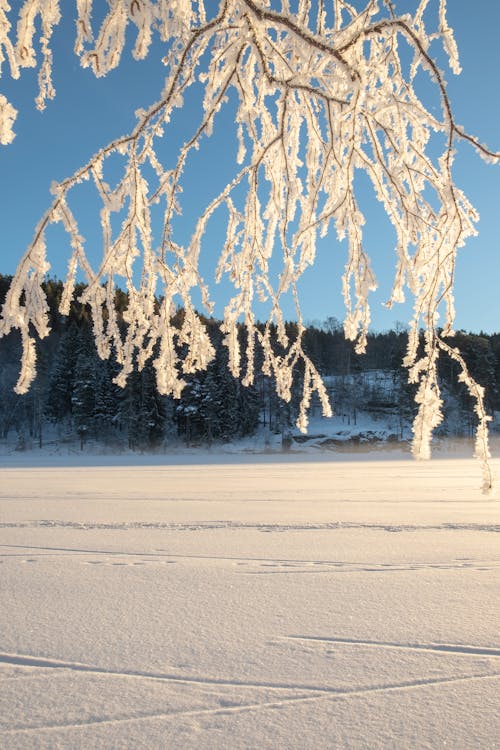 Kostnadsfri bild av kall, snö, snötäckt mark