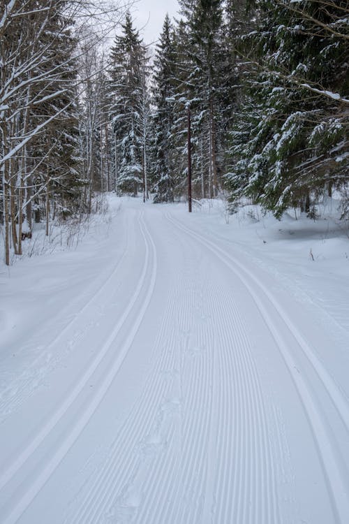 Immagine gratuita di alberi, foresta, freddo