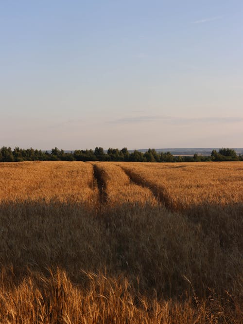 Foto d'estoc gratuïta de agricultura, camp de blat, cel blau
