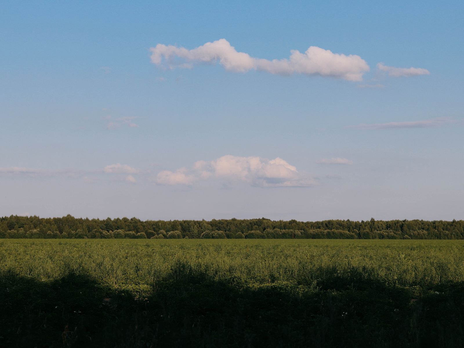 Open green fields under a clear sky — photo by Valeria Nikitina on Pexels