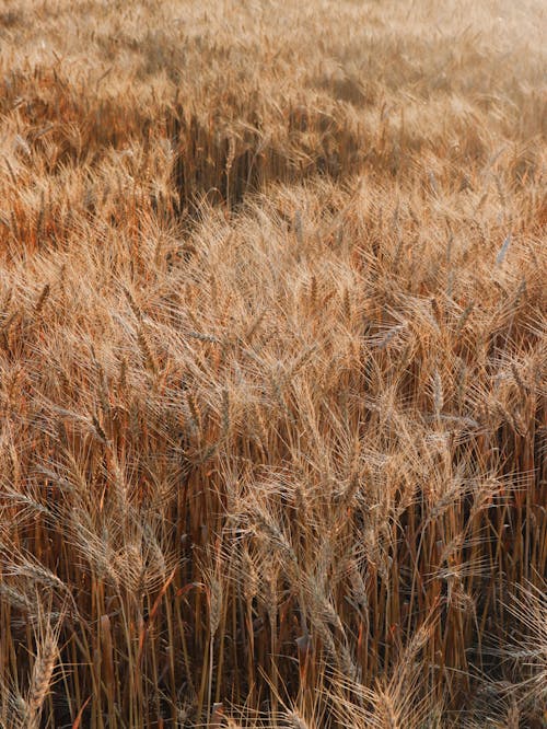 Free Aerial View of a Wheat Field Stock Photo