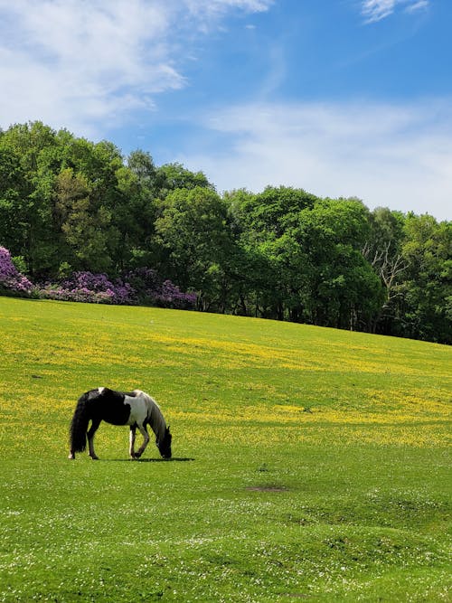 Immagine gratuita di animale, campo, cavallo