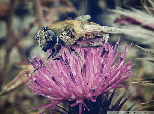 Бесплатное стоковое фото с природа, Пчела, пыльца