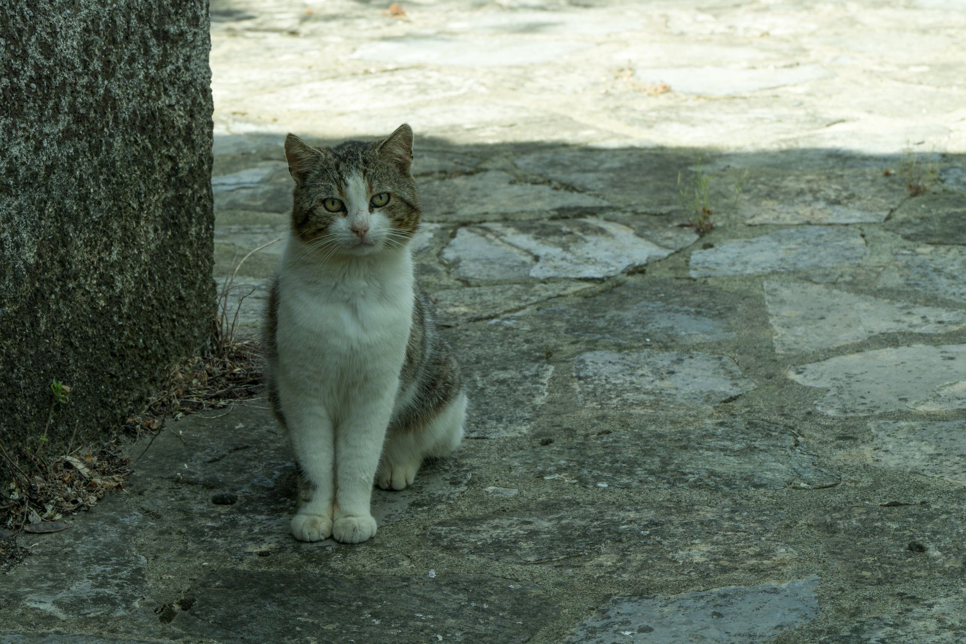 Veterinary care for a pet