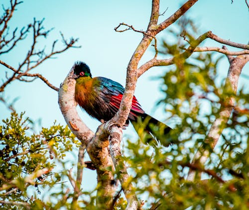 Colorful Bird on Tree Branch