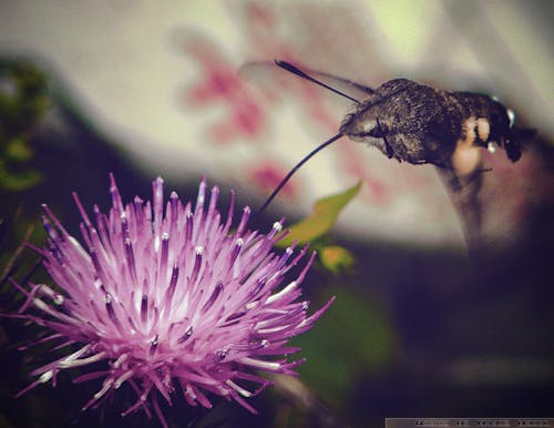 Foto profissional grátis de abelha, flor, inseto