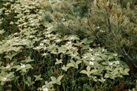 Explore the serene beauty of lush greenery with bunchberry plants and pine forest.