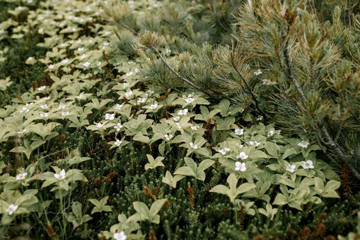 Explore the serene beauty of lush greenery with bunchberry plants and pine forest.