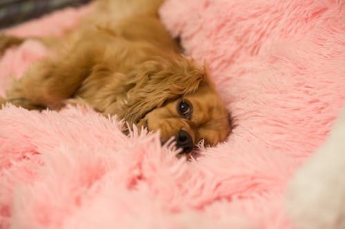 Free stock photo of adorable, animal, cocker spaniel