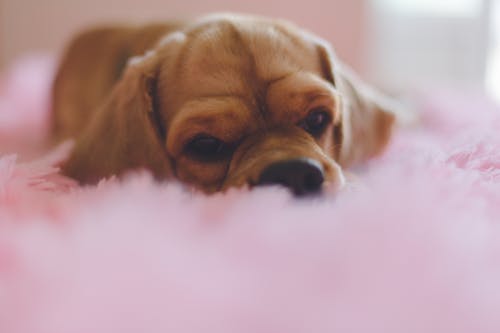 Closeup Photography of Short-coated Tan Puppy