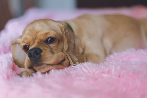 Free stock photo of adorable, animal, cocker spaniel