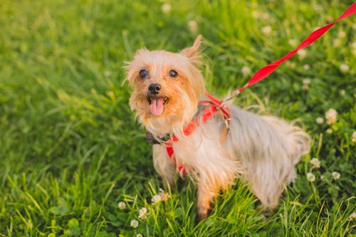 Free stock photo of adorable, animal, canine