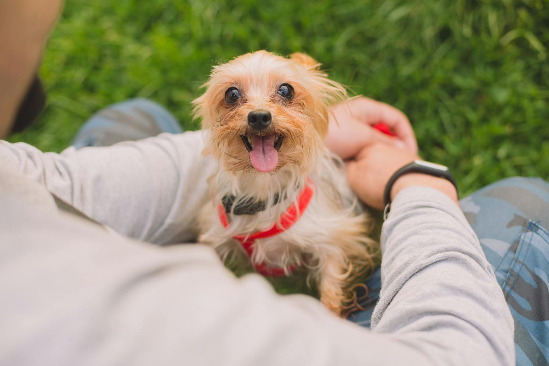 Free stock photo of adorable, animal, canine