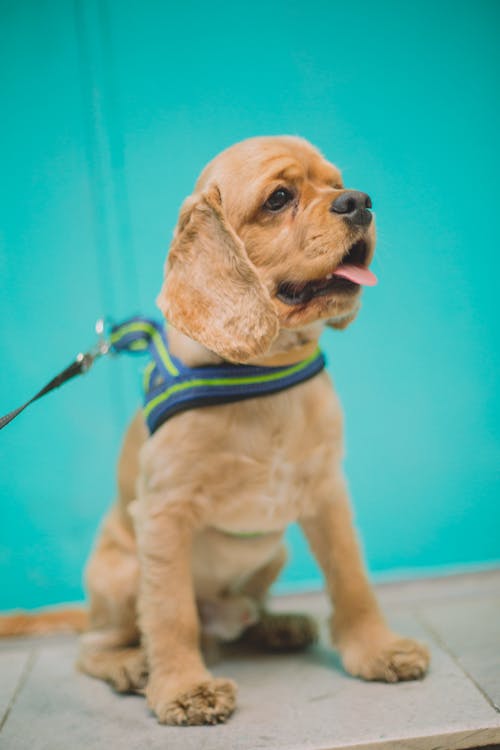 Gratis lagerfoto af blå væg, cocker-spaniel, dyr