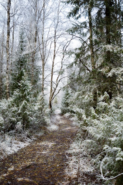 Ilmainen kuvapankkikuva tunnisteilla lumi, luonto, metsä Kuvapankkikuva