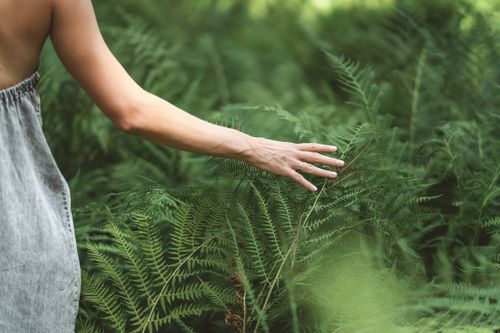 Free A serene moment capturing a hand gently touching lush green ferns in an outdoor setting. Stock Photo