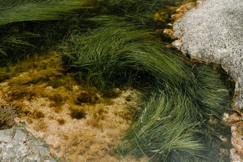 Foto profissional grátis de água, algas marinhas, ao ar livre