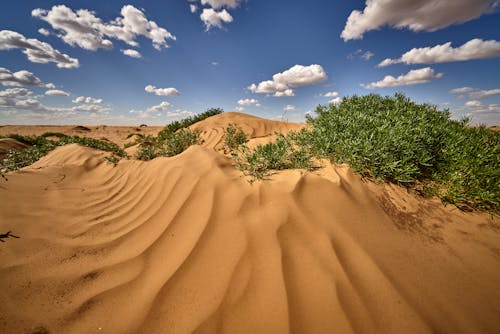 Základová fotografie zdarma na téma duny, křovina, modrá obloha