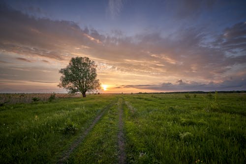 Green Field with a Single Tree at Sunset 
