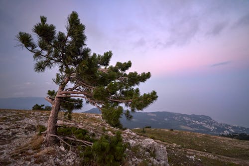 Scenic View of a Tree during Sunrise