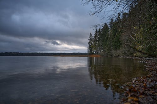 A Green Trees Near the Body of Water Under the Cloudy Sky